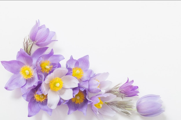 Fleurs de printemps violet sur fond blanc