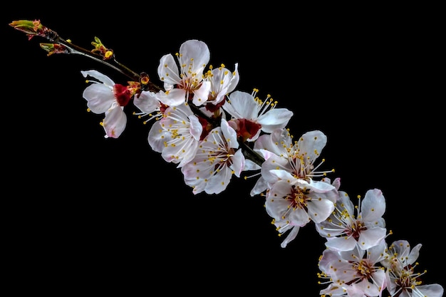 Fleurs de printemps whitepink abricots sur fond noir macro photographie gros plan