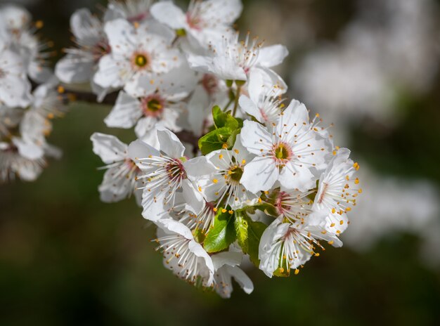 Fleurs de printemps