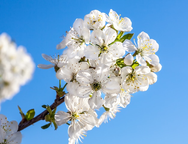 Fleurs de printemps