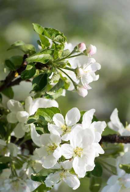 fleurs de printemps