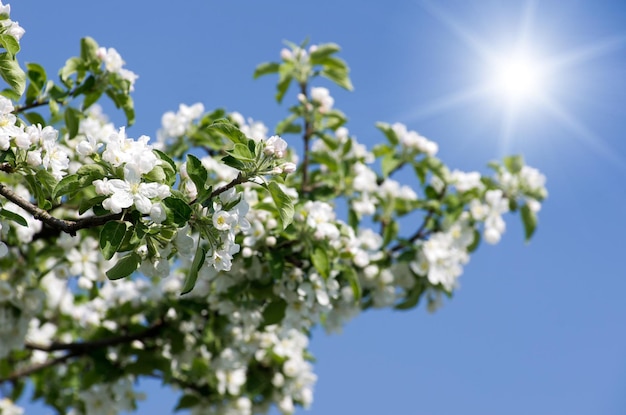 Fleurs de printemps