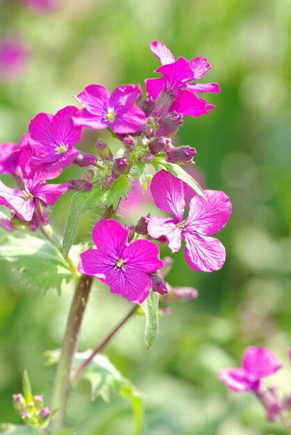 Fleurs de printemps