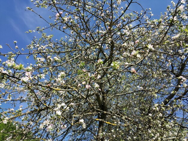 Des fleurs de printemps