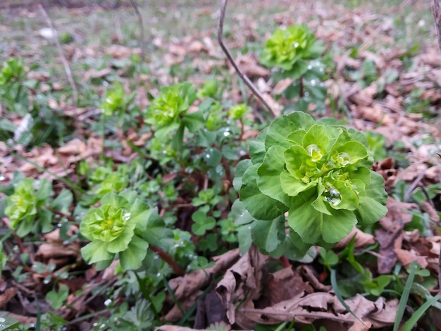 Des fleurs de printemps