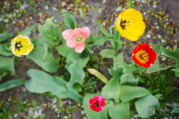 Fleurs de printemps