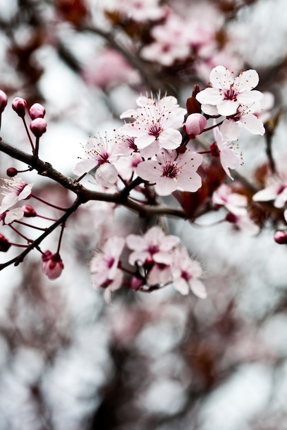 Fleurs de printemps