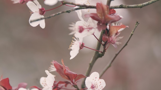 Les fleurs de prune de cerise sont claires, les feuilles de prune sont violettes et les cerises sont en fleurs.