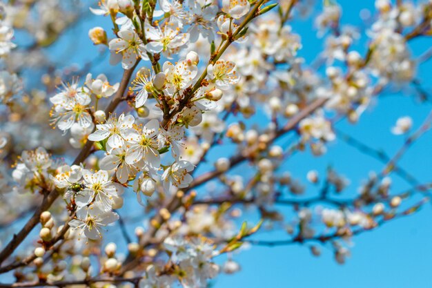 Fleurs de prunier sur un arbre par temps ensoleillé