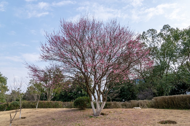 Les fleurs de prunier au bord de la route dans le parc se sont ouvertes et tout l'arbre était rouge