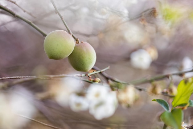 Fleurs de prunier blanc sur l'arbre