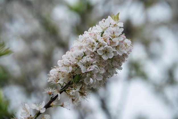 Les fleurs de prunier blanc sur les branches du prunier dans le verger sont en fleurs