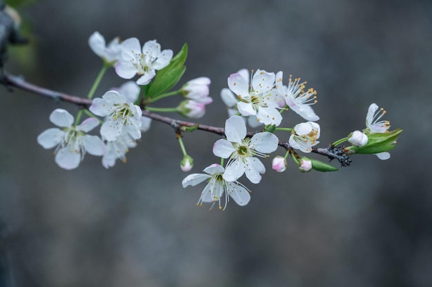 Les fleurs de prunier blanc sur les branches du prunier dans le verger sont en fleurs