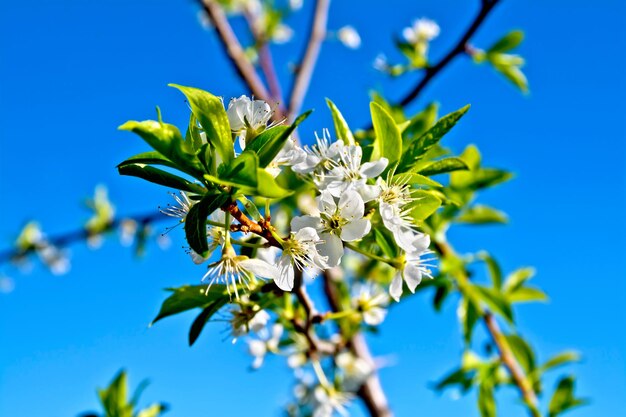 Fleurs de prunier blanc contre un ciel bleu