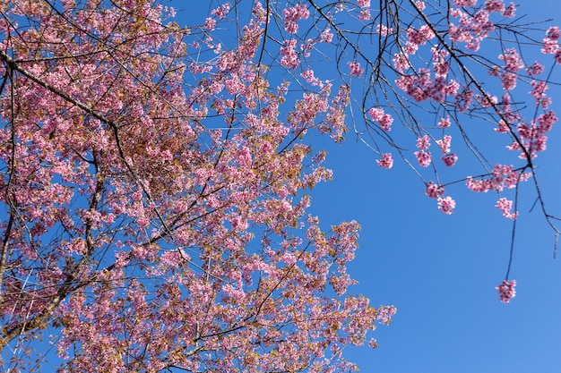Photo fleurs de prunier brillant dans le ciel bleu