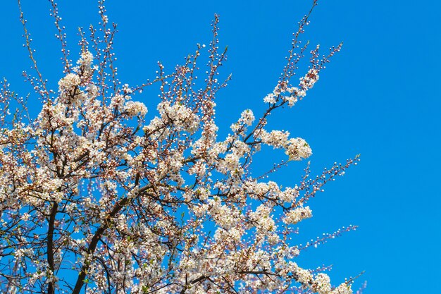 Fleurs de prunier sur un ciel bleu