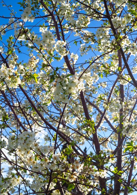 Fleurs de prunier en fleurs un jour de printemps ensoleillé en Grèce