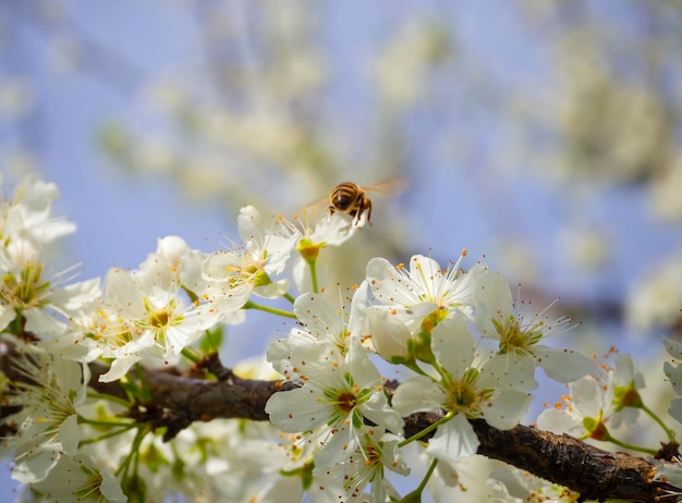 Fleurs de prunier en fleurs un jour de printemps ensoleillé en Grèce