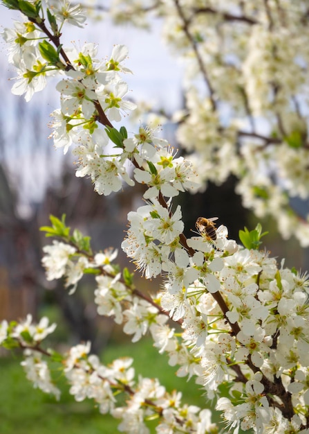 Fleurs de prunier en fleurs un jour de printemps ensoleillé en Grèce