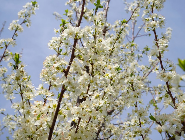 Fleurs de prunier en fleurs un jour de printemps ensoleillé en Grèce