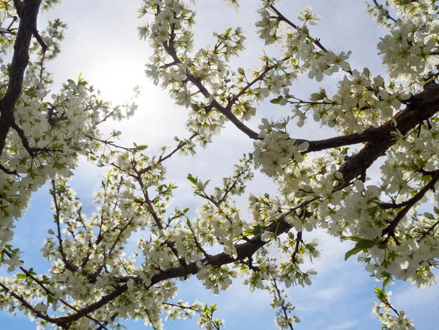 Fleurs de prunier en fleurs un jour de printemps ensoleillé en Grèce