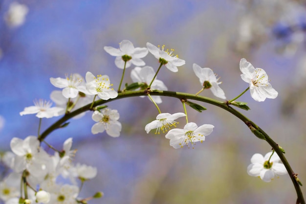 Fleurs de prunier parfumées blanches sur l'arche naturelle