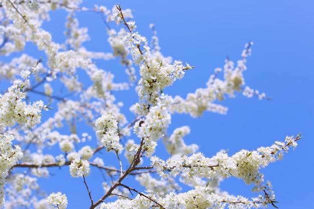 fleurs de prunier sur une photo claire et ensoleillée pour les cartes postales et pour le design