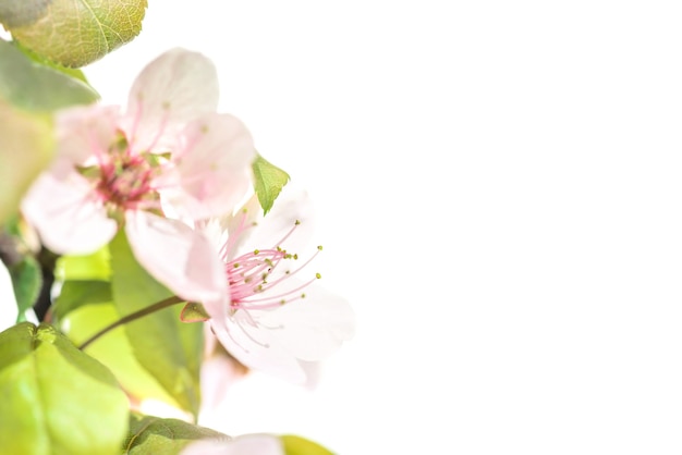 Fleurs de prunier rose avec des feuilles vertes isolés sur fond blanc