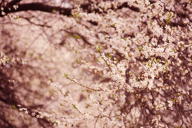 Fleurs de prunier