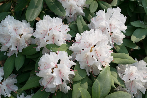 Fleurs de pseudochrysanthum rhododendron blanc et rose dans le jardin de printemps