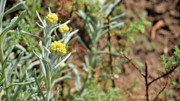 Fleurs de Pseudognaphalium affine utilisées pour faire de la pâte de farine de riz pour le Festival Qingming Aussi connu sous le nom de Gnaphalium affin Helichrysum affine Gnaphalium javanicum