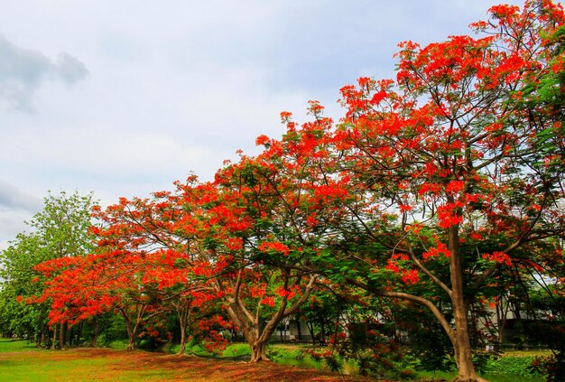 Les fleurs de la queue de paon rouge sont belles