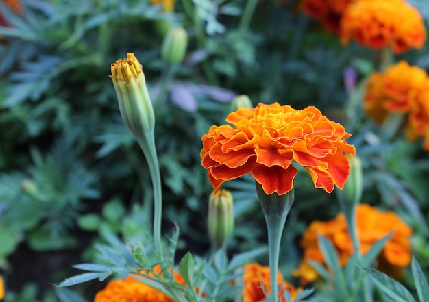 Fleurs qui fleurissent dans le jardin