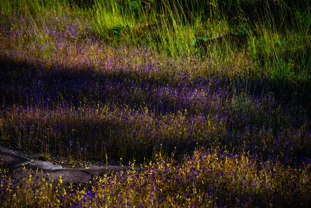 Fleurs qui fleurissent dans le parc national Nam Tok Pha Lung.