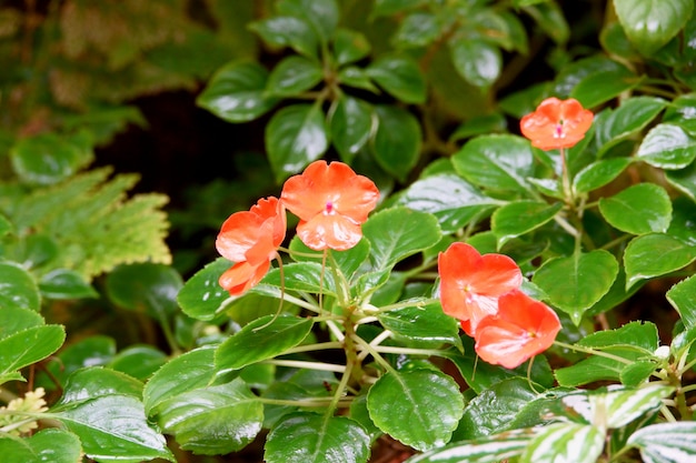 Fleurs qui fleurissent sur le sol après la pluie