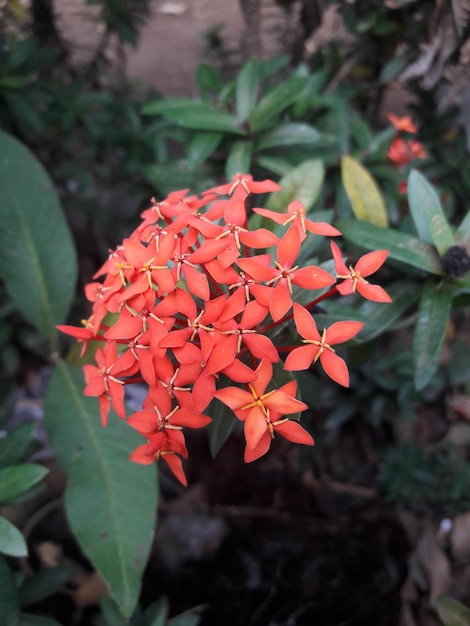 Des fleurs qui poussent dans la cour