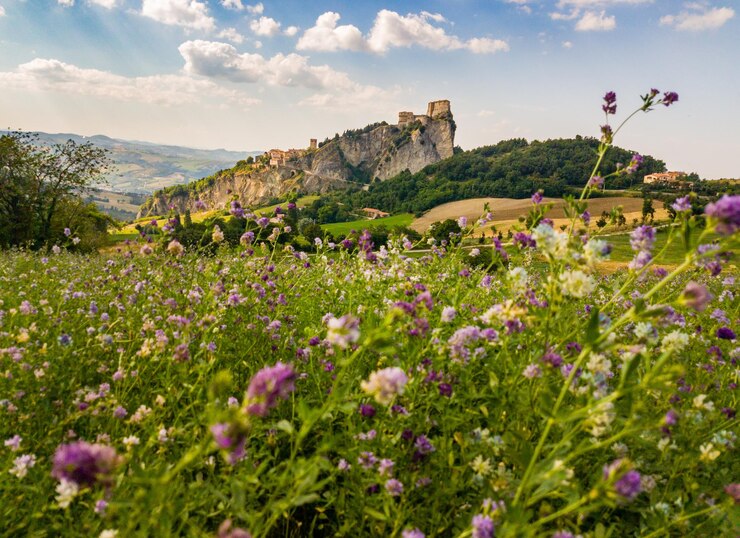 Photo des fleurs qui poussent dans le paysage