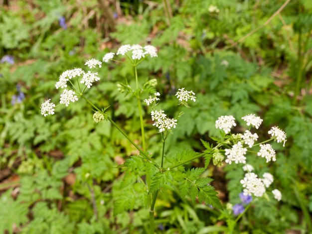 Photo des fleurs qui poussent sur une plante