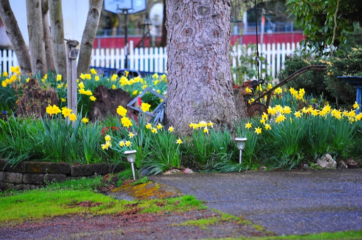 Photo des fleurs qui poussent sur le tronc d'un arbre
