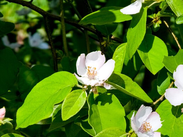 Les fleurs de quince Cydonia oblonga Ses fruits sont des quince aussi appelés pommes d'or