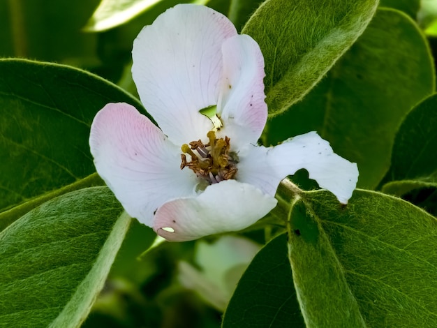 Photo les fleurs de quince cydonia oblonga ses fruits sont des quince aussi appelés pommes d'or