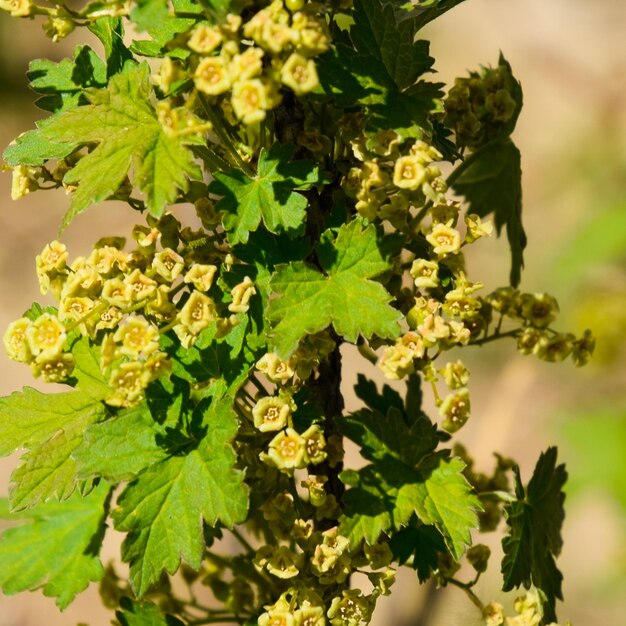 Photo des fleurs de raisin rouge au printemps sur une tige