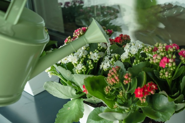 Des fleurs sur le rebord de la fenêtre et un arrosoir Arroser des fleurs sur la terrasse Un pot avec une fleur et un arroseur