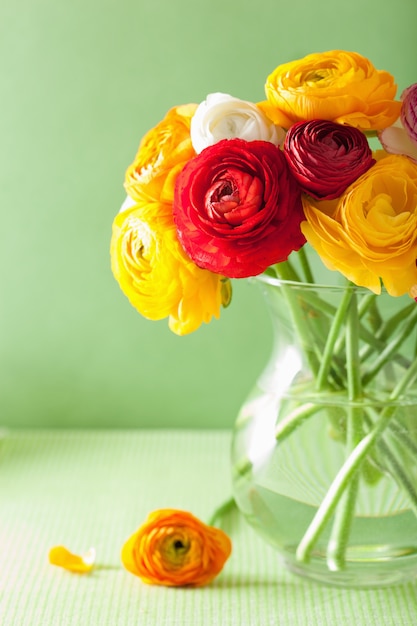 Fleurs de renoncule colorées dans un vase sur fond vert