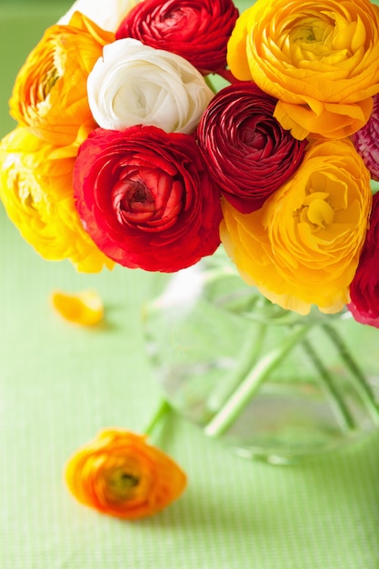 Fleurs de renoncule colorées dans un vase sur fond vert