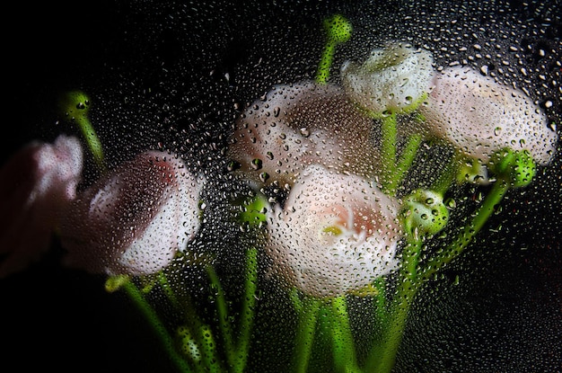 Fleurs de renoncule derrière une vitre recouverte de gouttes