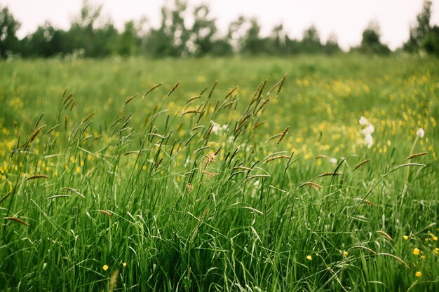 Fleurs de renoncule jaune en fleurs sur une verte prairie d'été. Fleurs sauvages