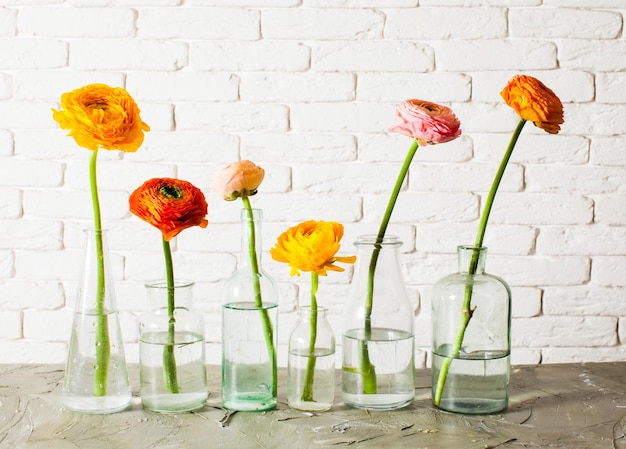 Fleurs de renoncule renoncule unique chacune dans une petite bouteille en verre sur fond blanc. Belles fleurs printanières tendres dans des vases vintage
