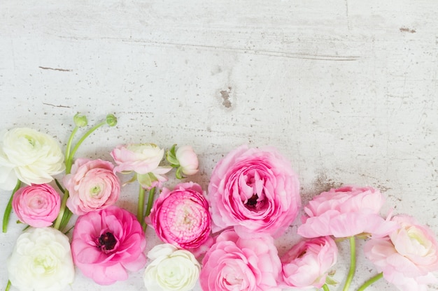 Fleurs de renoncule rose et blanc sur un bureau en bois blanc vieilli