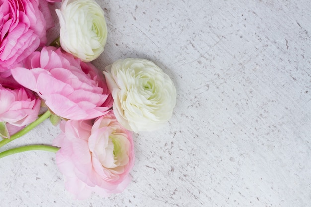 Fleurs de renoncule rose et blanc sur fond de bois blanc